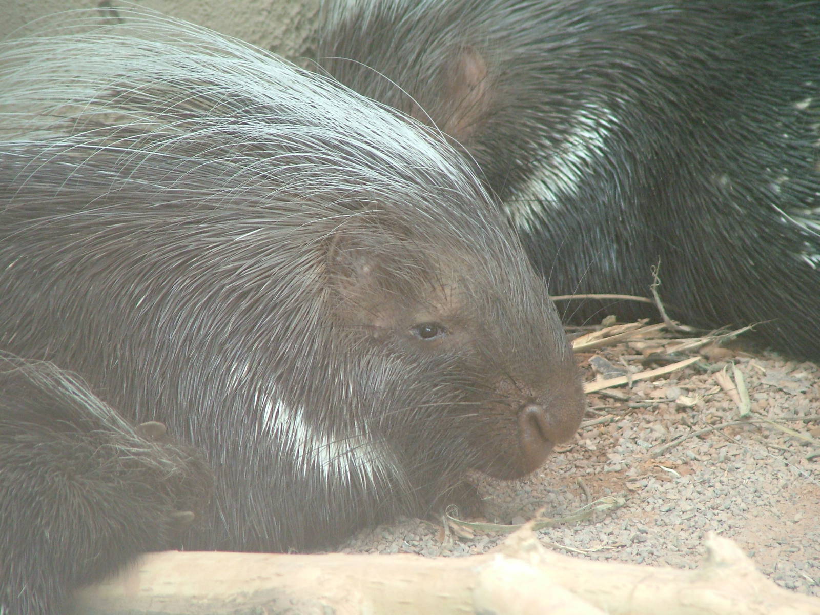 Cape Crested Porcupine at Chester, 16/04/11