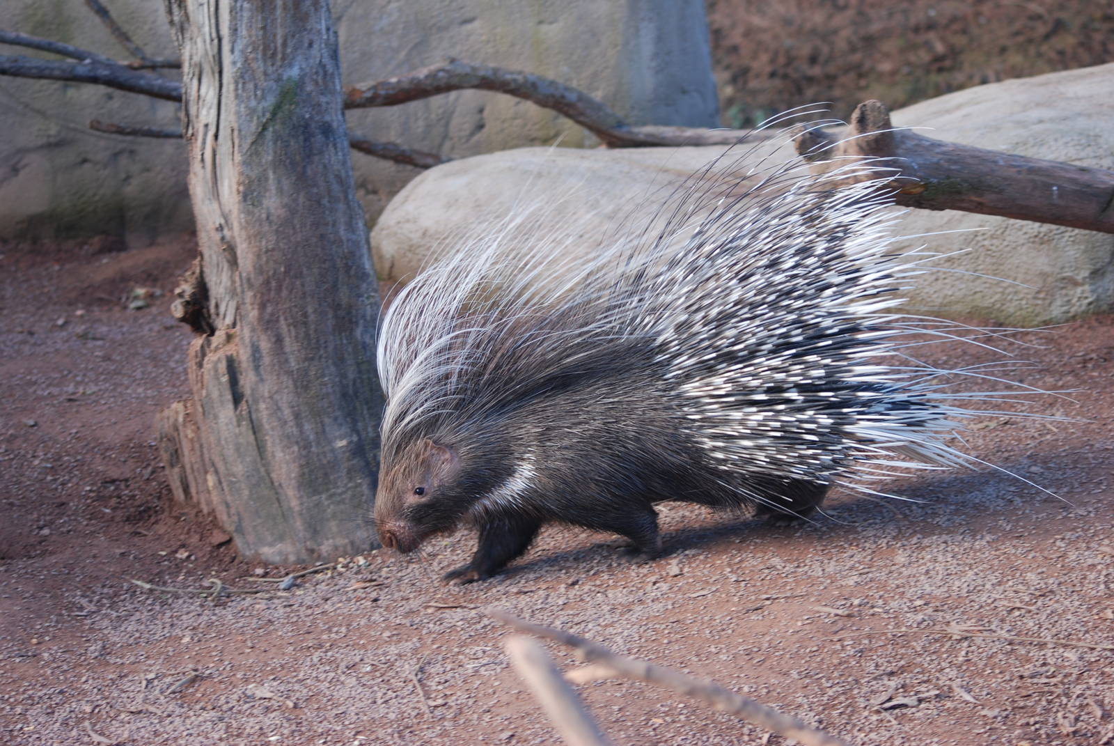 Cape Crested Porcupine at Chester, 19/02/12