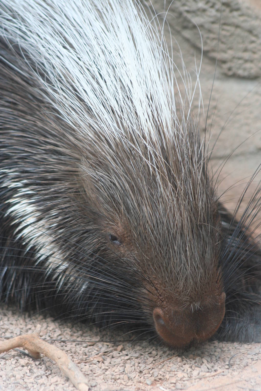 Cape Crested Porcupine @ Chester; 21.07.2011