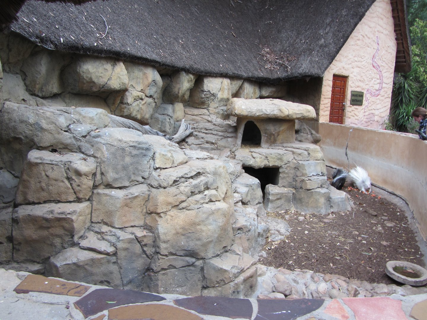 Cape Crested Porcupine Exhibit