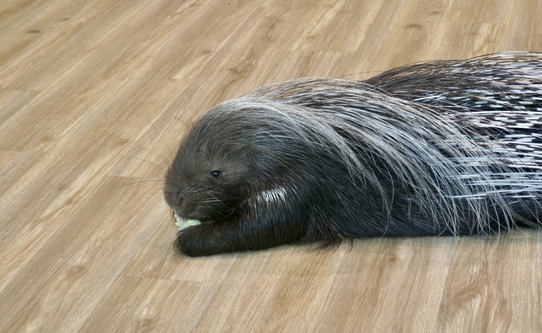 Cape Crested Porcupine (Hystrix africaeaustralis) - "Sneedy"