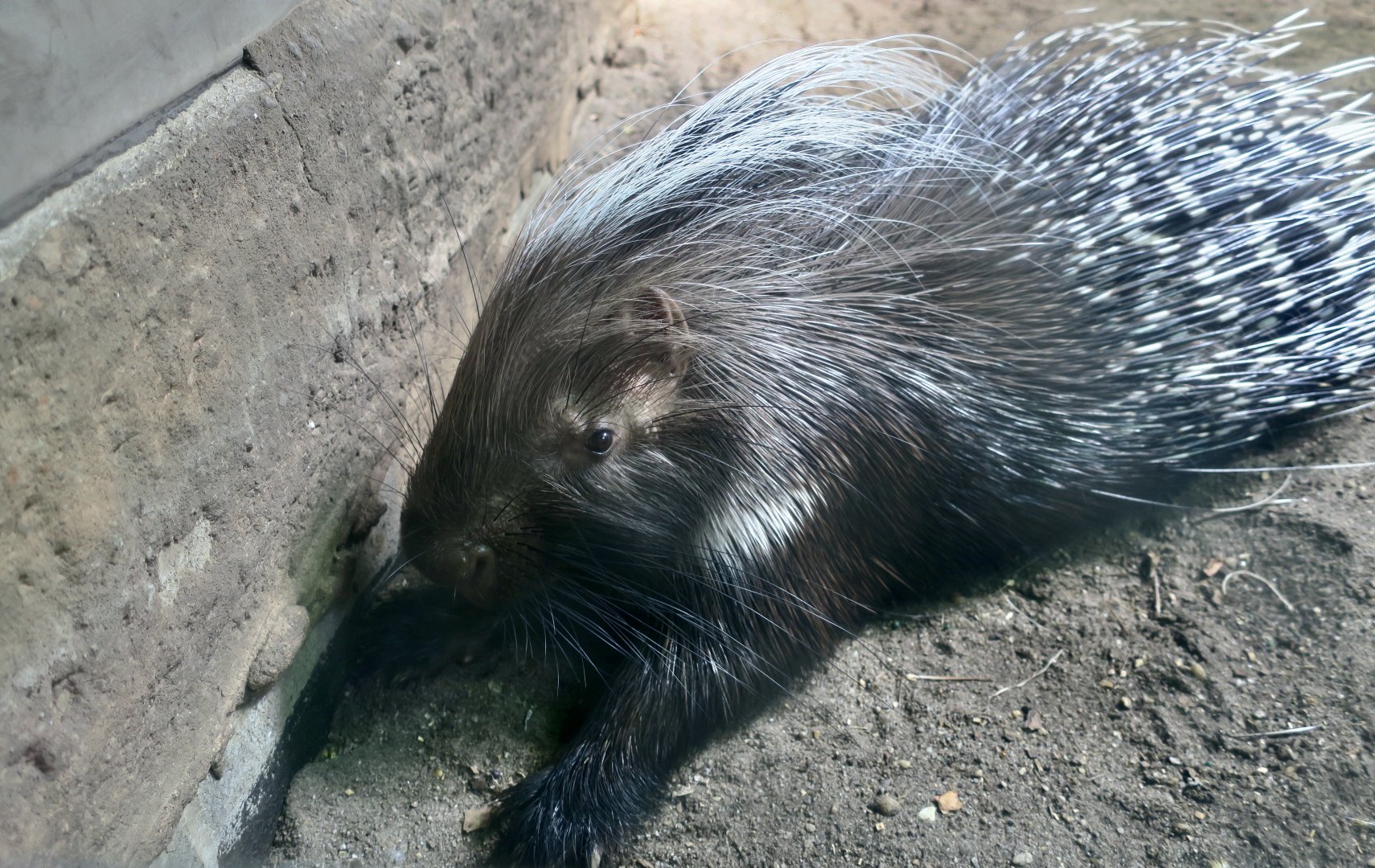 Cape Crested Porcupine (Hystrix africaeaustralis)