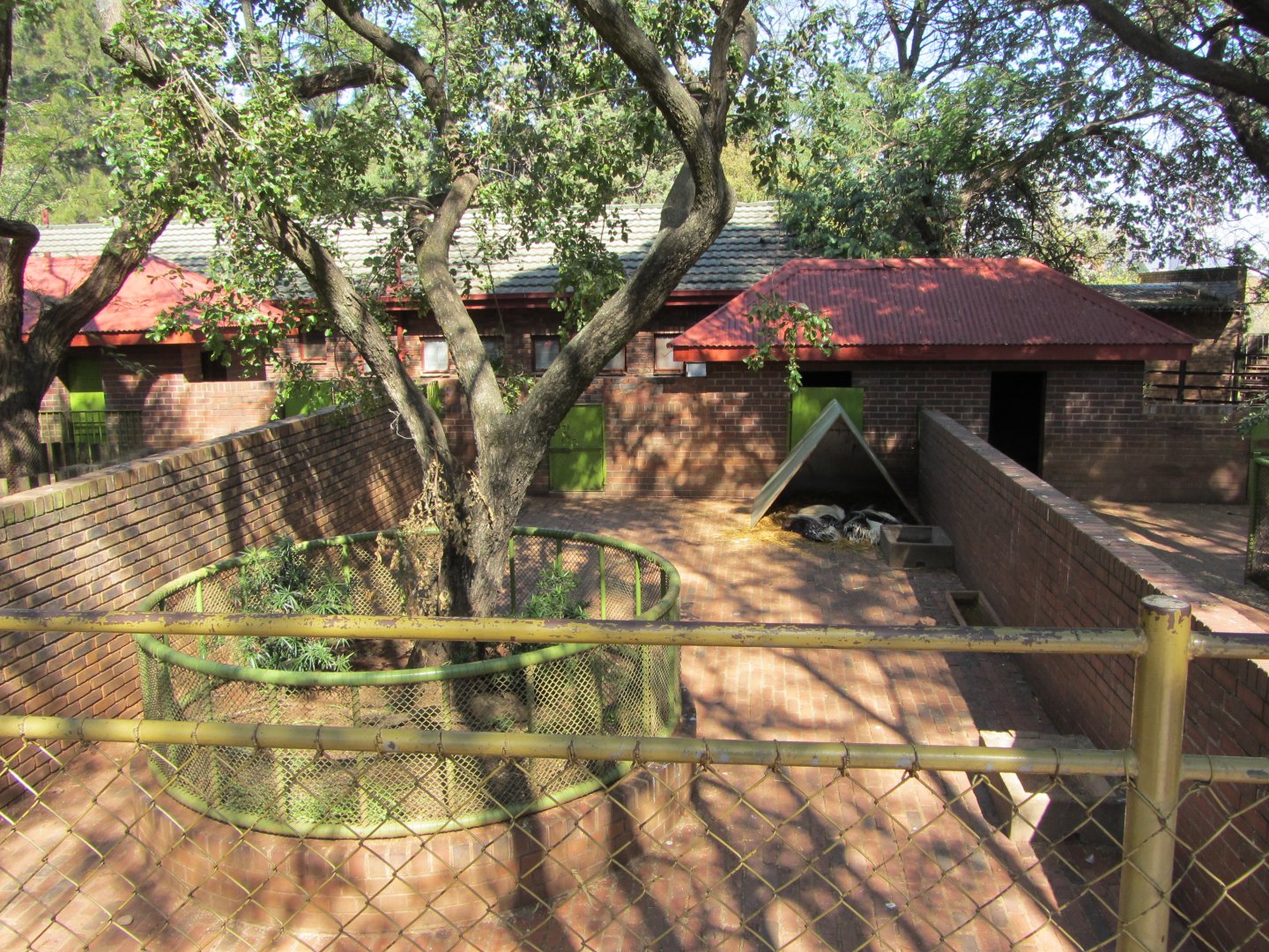 Cape Crested Porcupine Yard