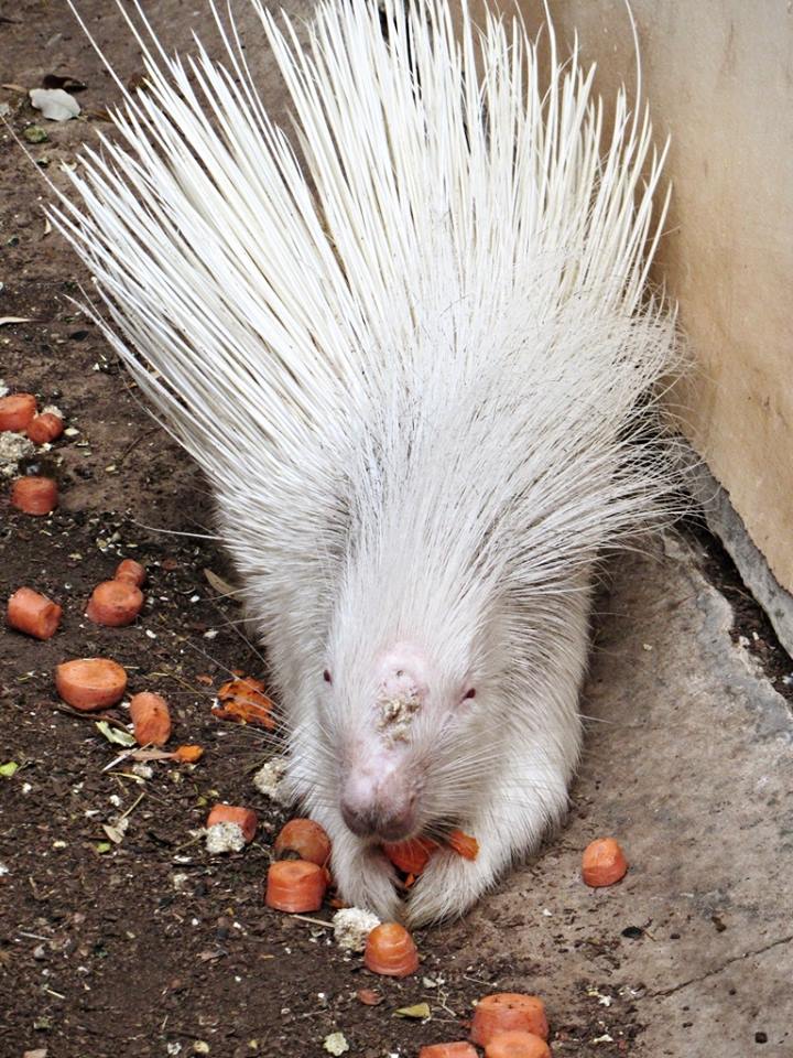 Cape Crested Porcupine