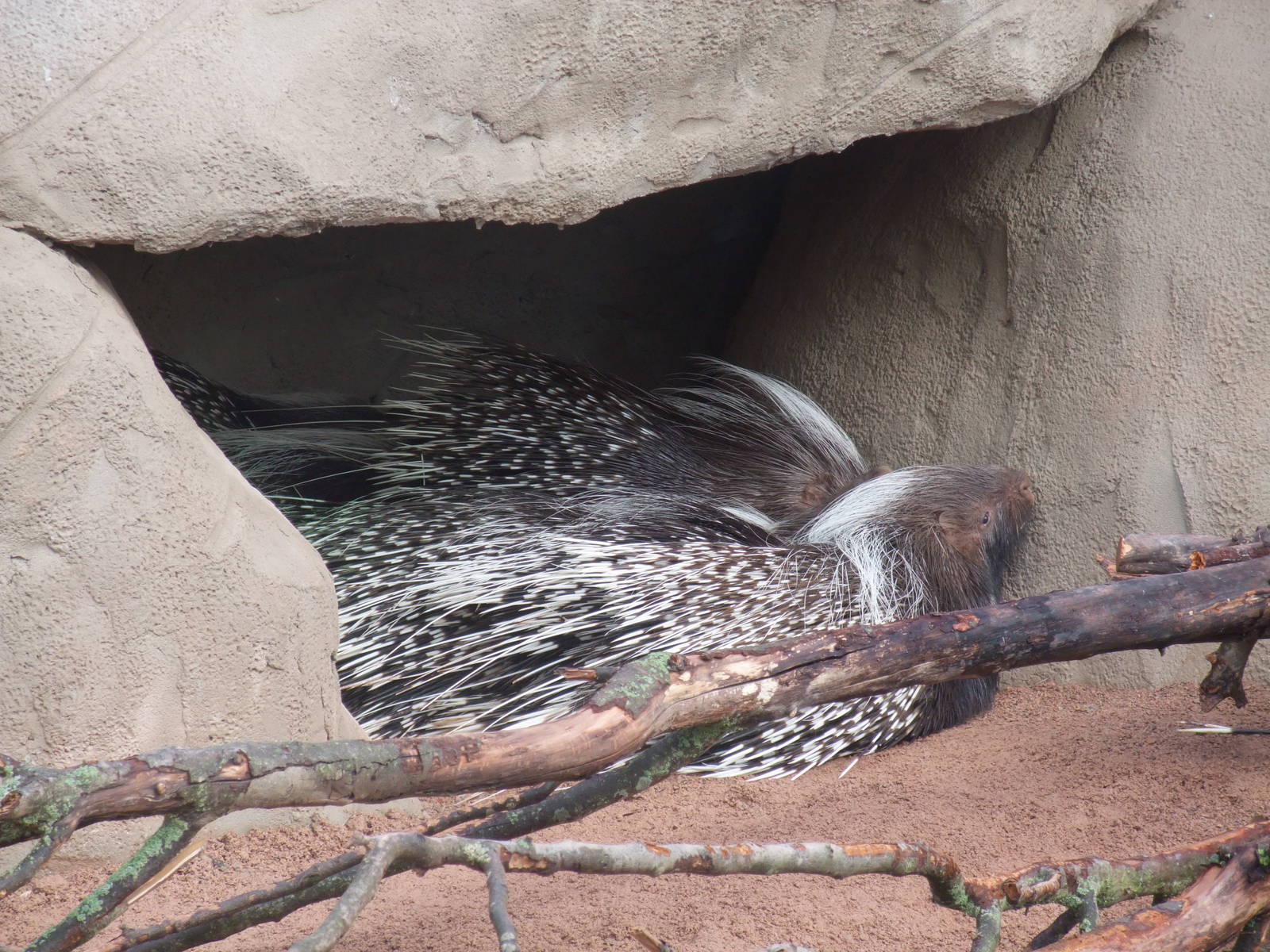 Cape Crested Porcupines at Chester, 16/07/11
