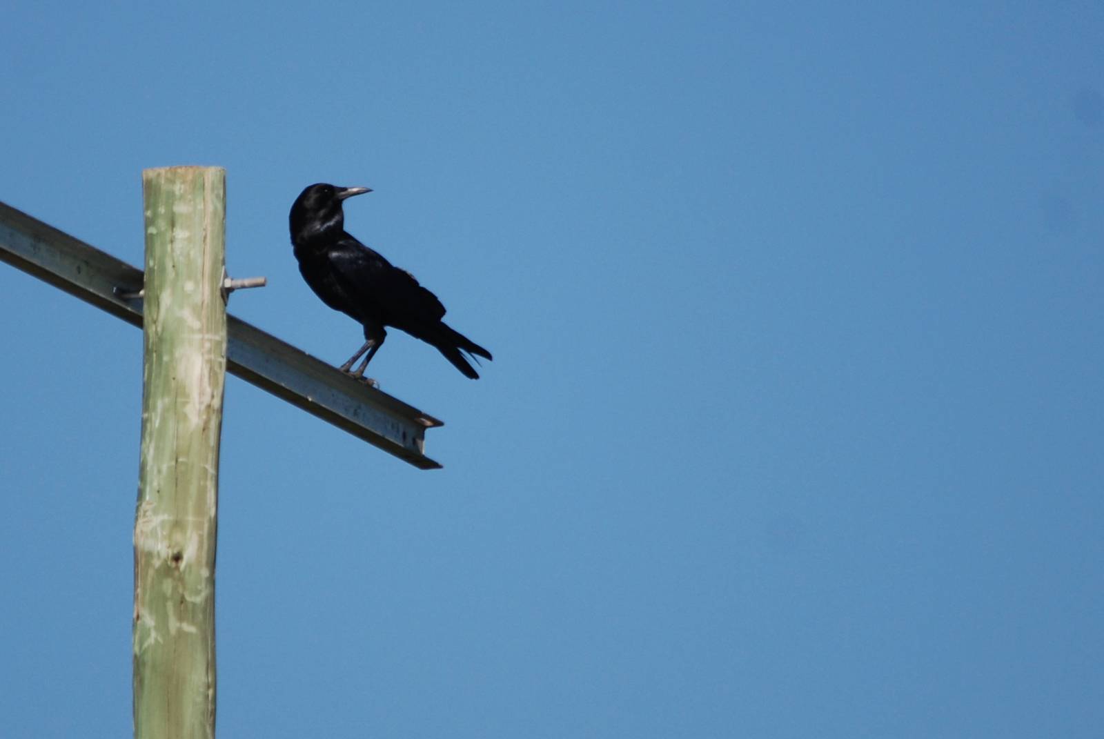 Cape Crow - Sululta Plains, 18/10/14