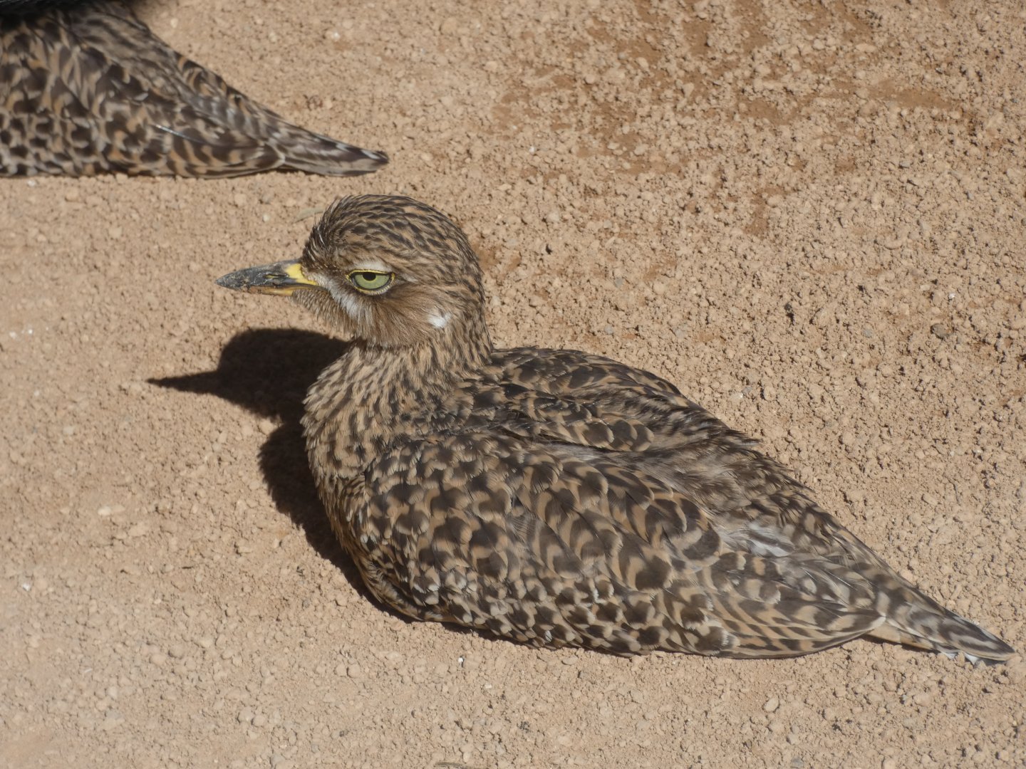 Cape Curlew