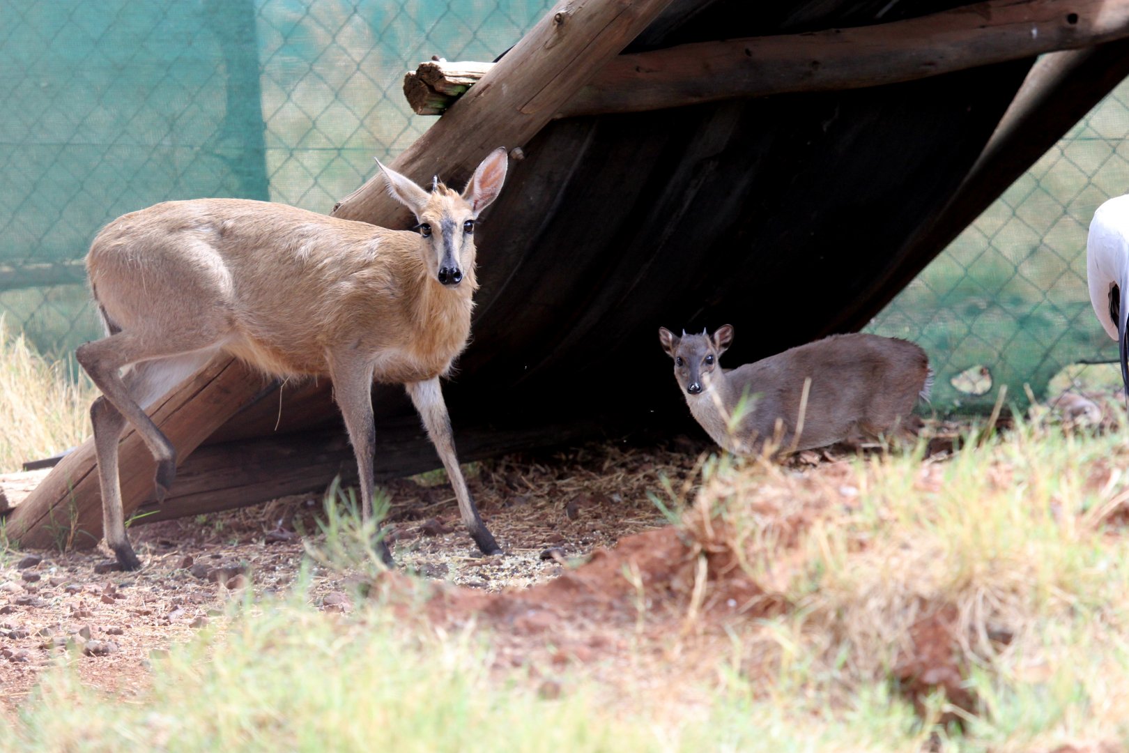 Cape Duiker (Sylvicapra grimmia grimmia) & Cape blue duiker (Philantomba monticola monticola)