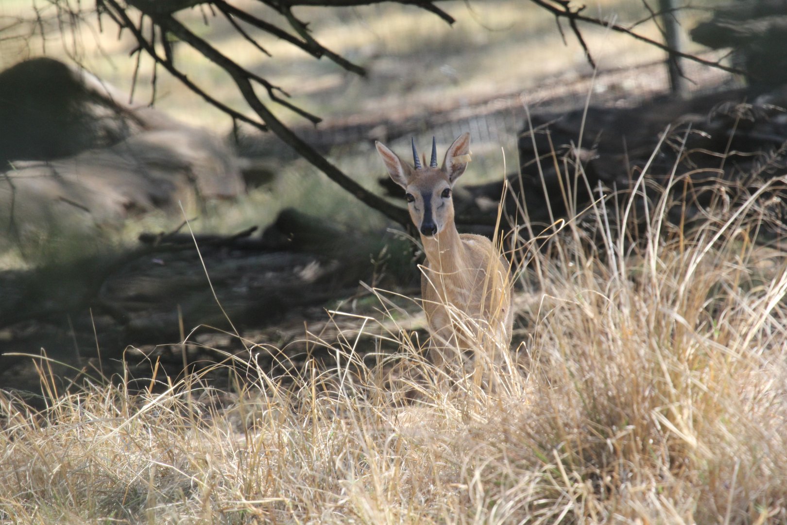 Cape Duiker (Sylvicapra grimmia grimmia)