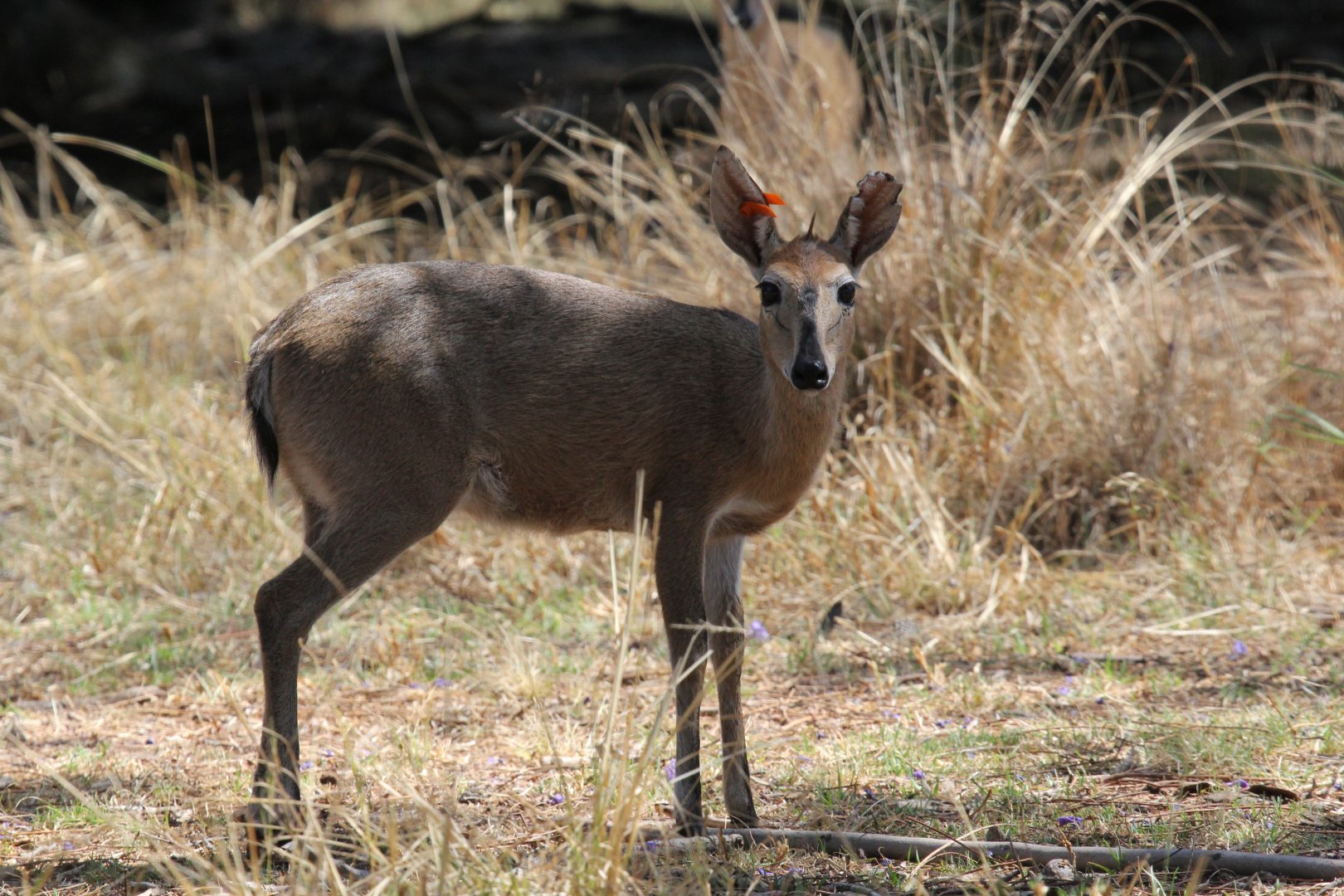 Cape Duiker (Sylvicapra grimmia grimmia)