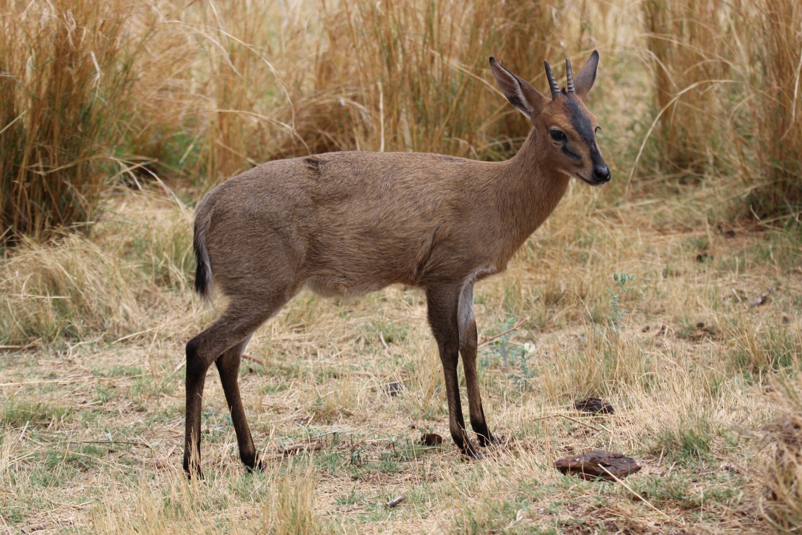 Cape Duiker (Sylvicapra grimmia grimmia)