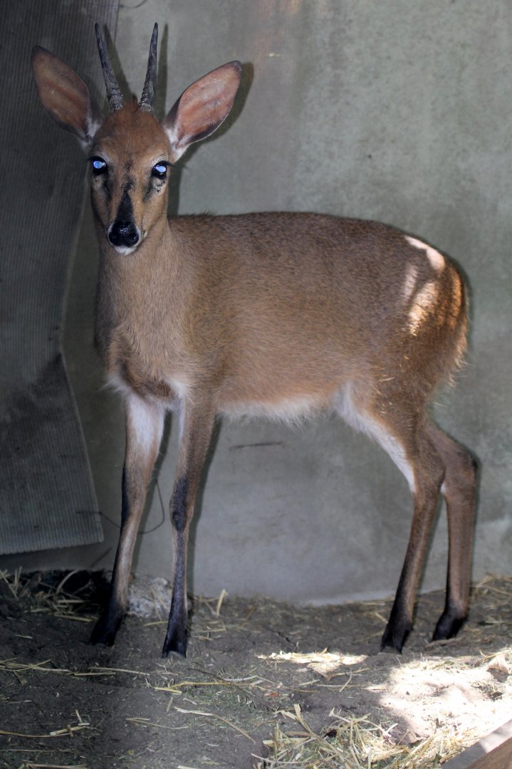 Cape Duiker (Sylvicapra grimmia grimmia)