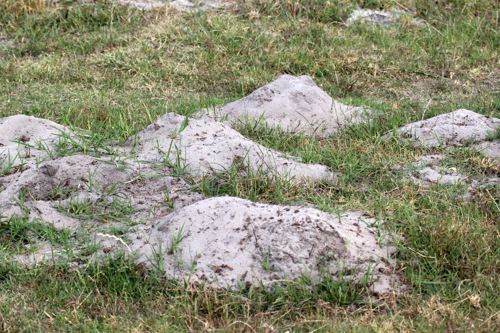 Cape dune mole-rat (Bathyergus suillus) mounds