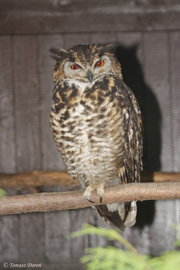 Cape Eagle Owl (Bubo capensis mackinderi)
