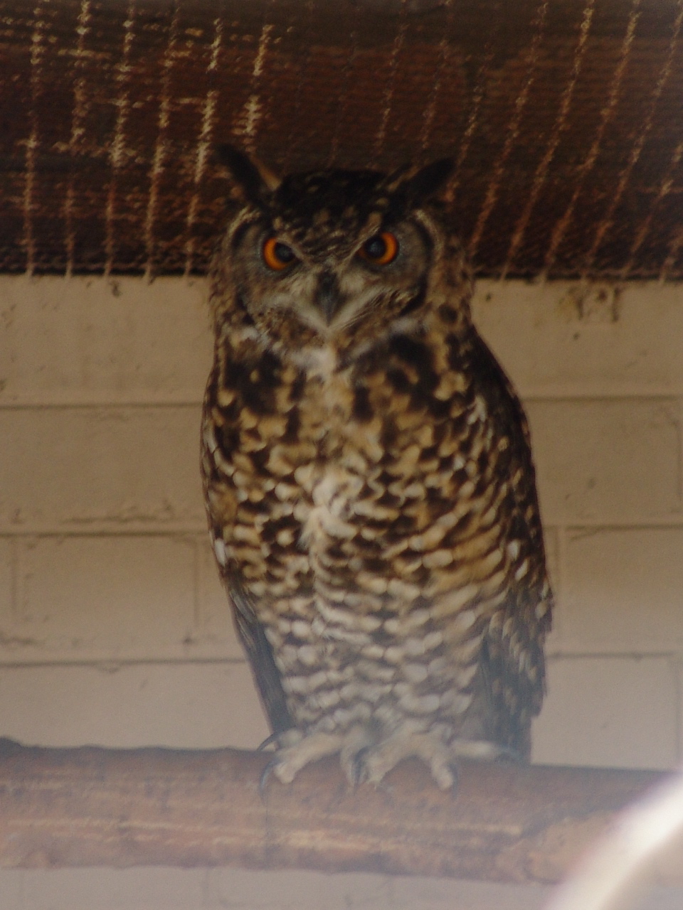 Cape Eagle Owl (Bubo capensis)