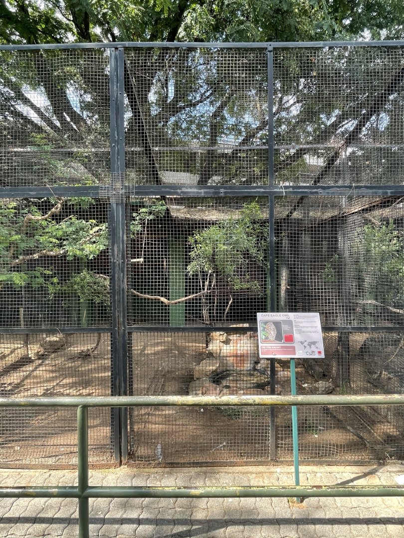 Cape Eagle Owl Exhibit