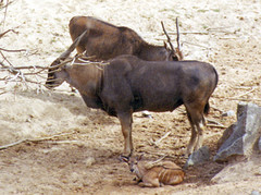 Cape eland 1994
