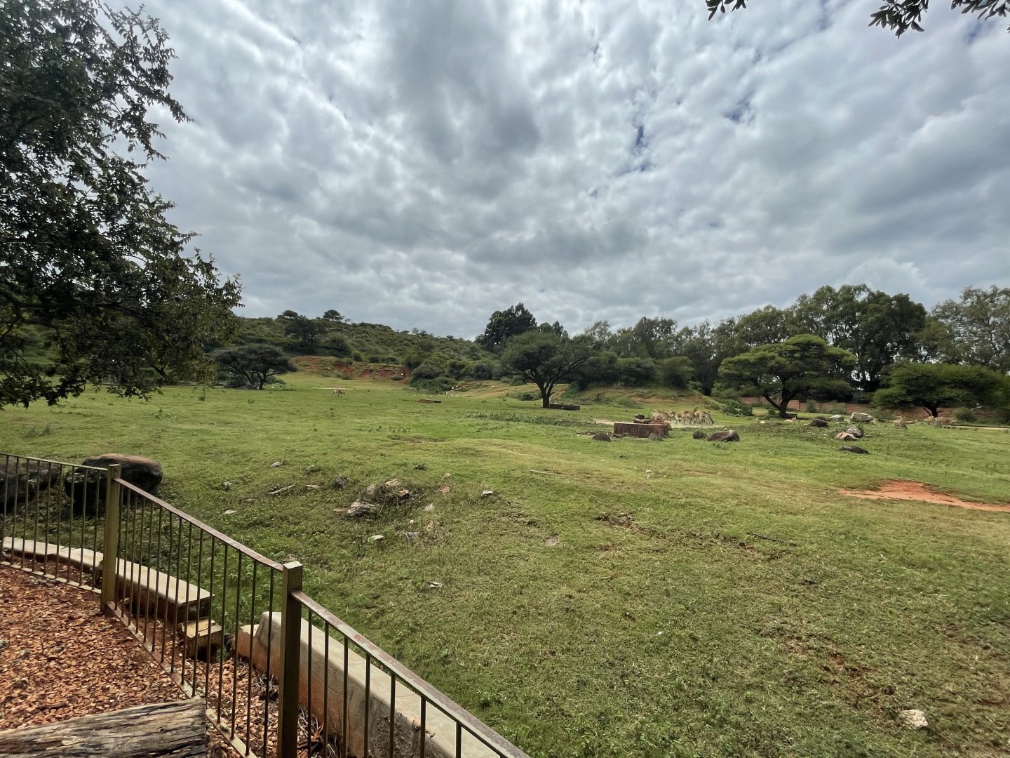 Cape Eland and Kafue Lechwe Exhibit (Kobus leche kafuensis, Taurotragus oryx oryx)