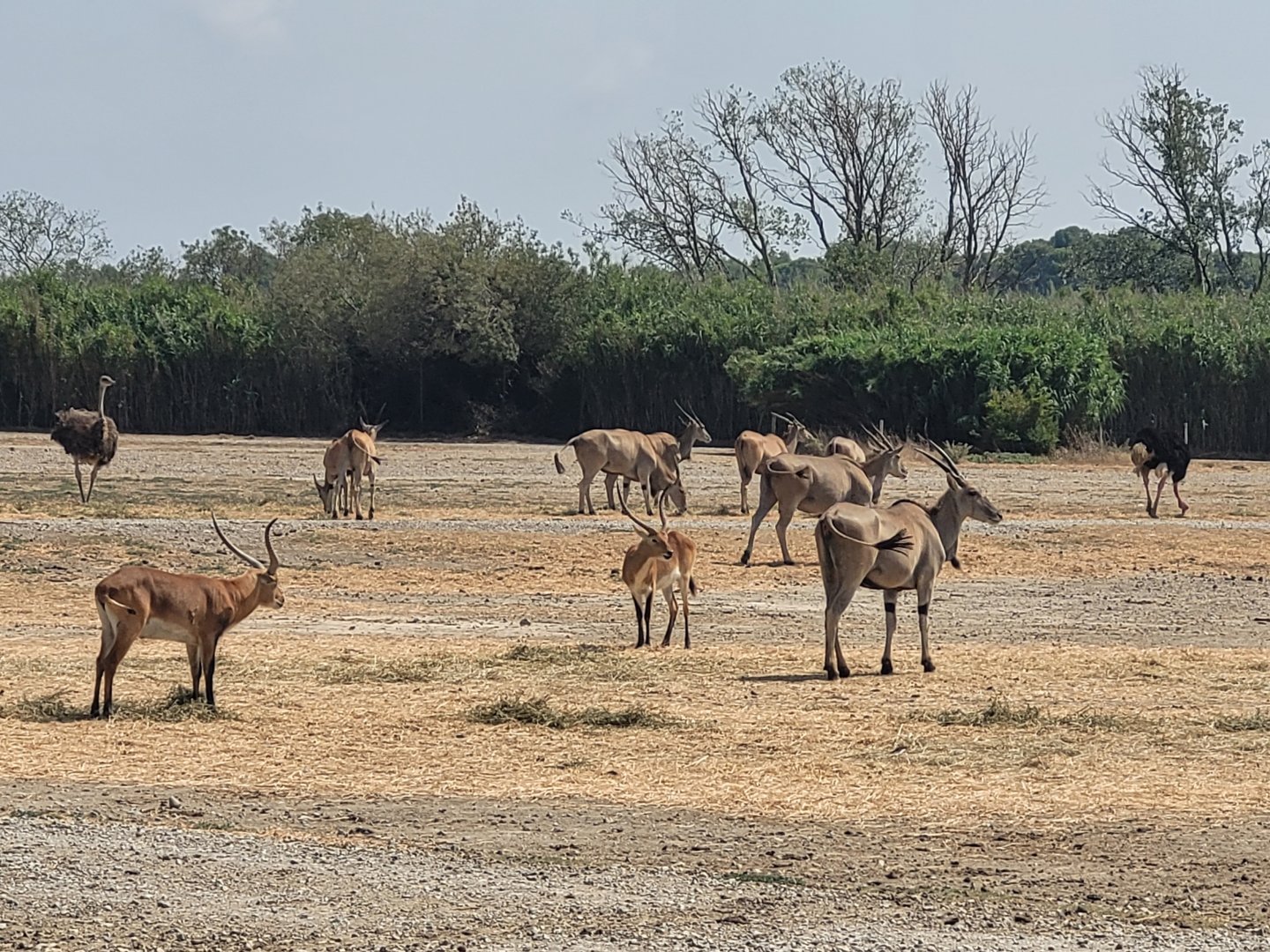 Cape eland, Kafue flats lechwe and North African ostrich -Réserve Africaine de Sigean (2022)