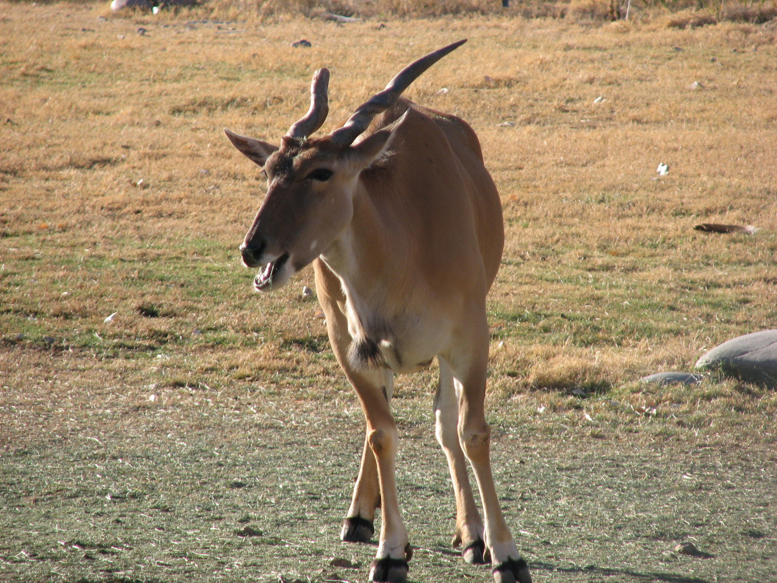 Cape Eland on the African Savannah