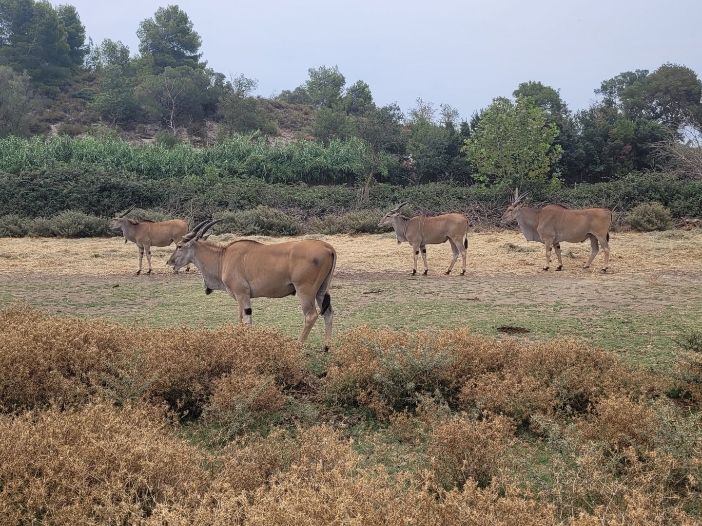 Cape eland -Réserve Africaine de Sigean (2022)