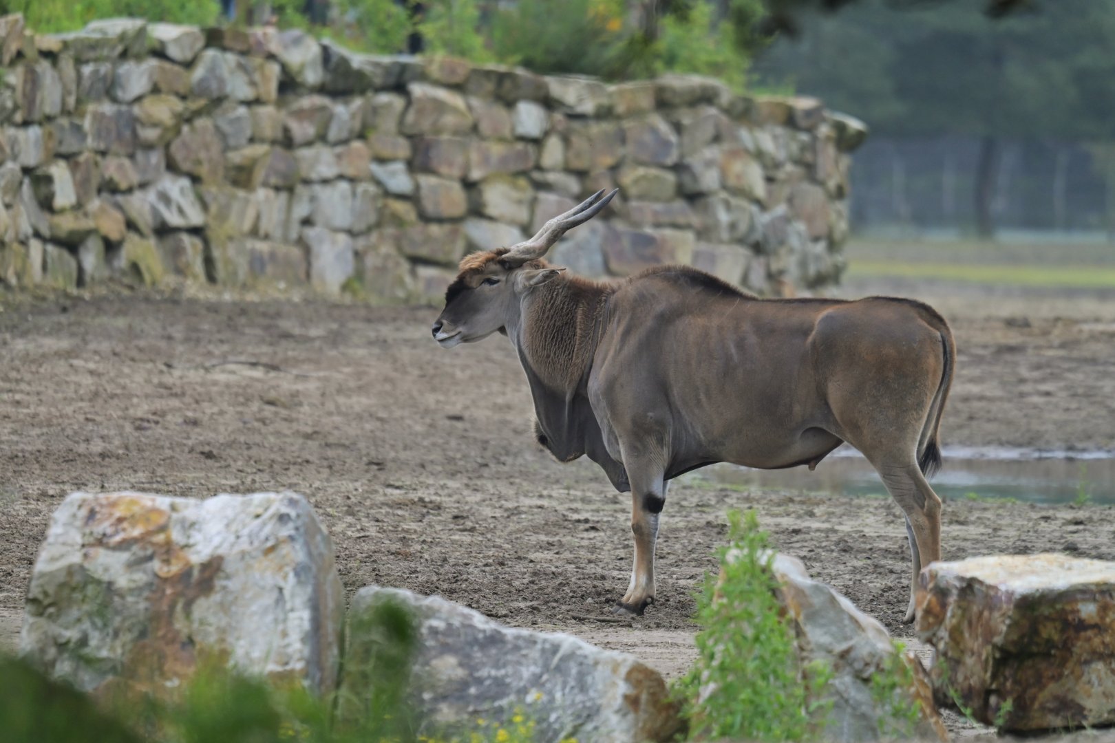 Cape eland (Taurotagus oryx)