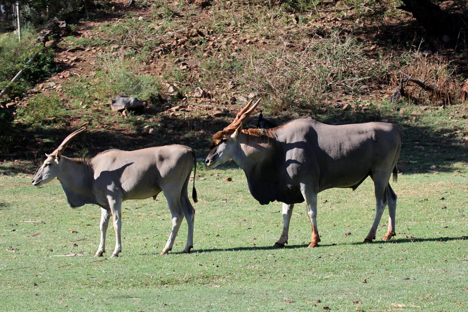 cape eland (Taurotragus oryx oryx) male & female