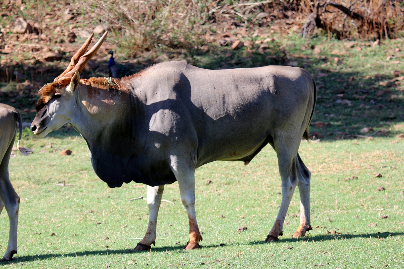 cape eland (Taurotragus oryx oryx) male