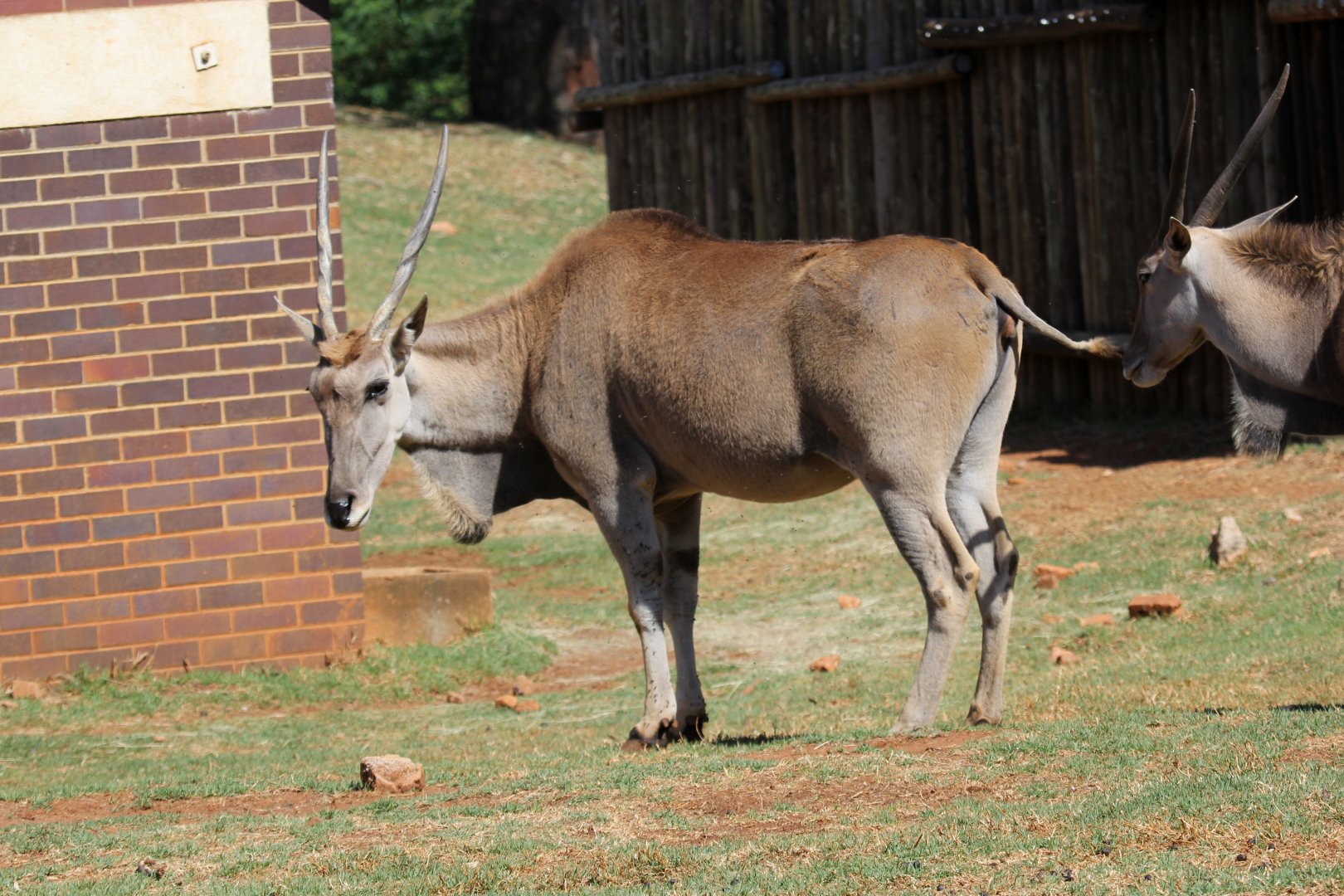 cape eland (Taurotragus oryx oryx)