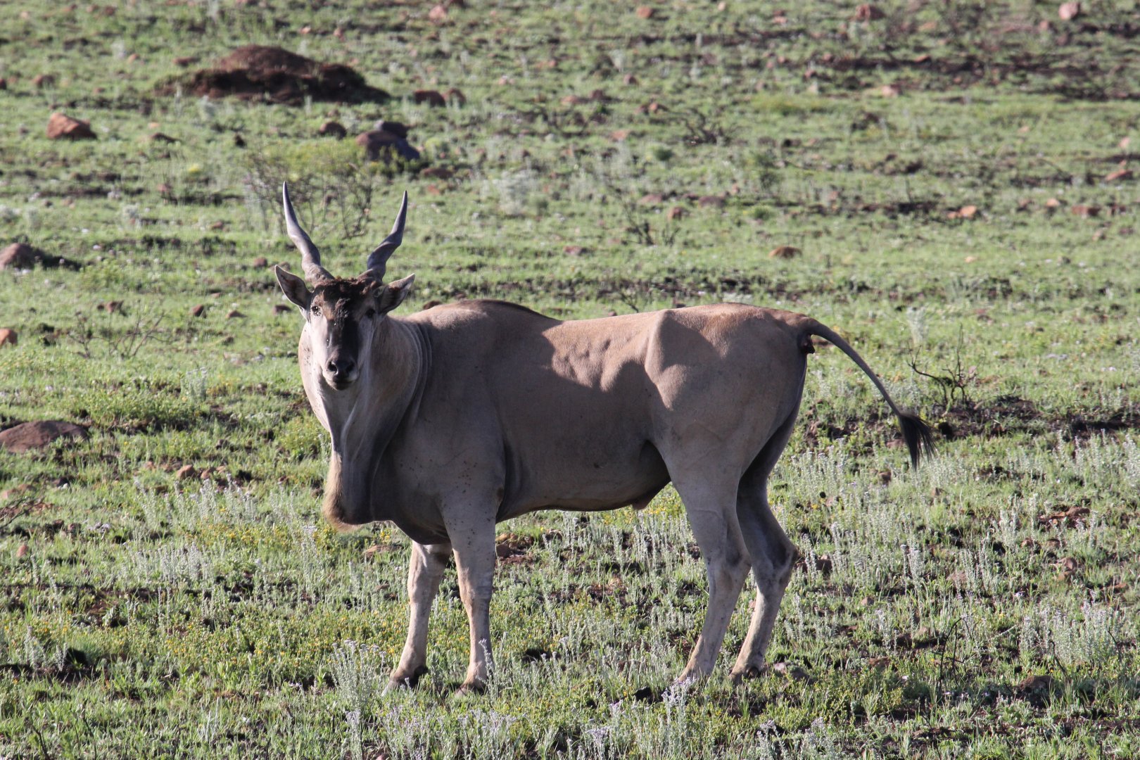 cape eland (Taurotragus oryx oryx)