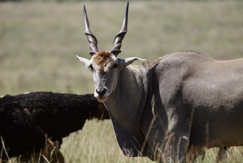 Cape Eland (Taurotragus oryx oryx)