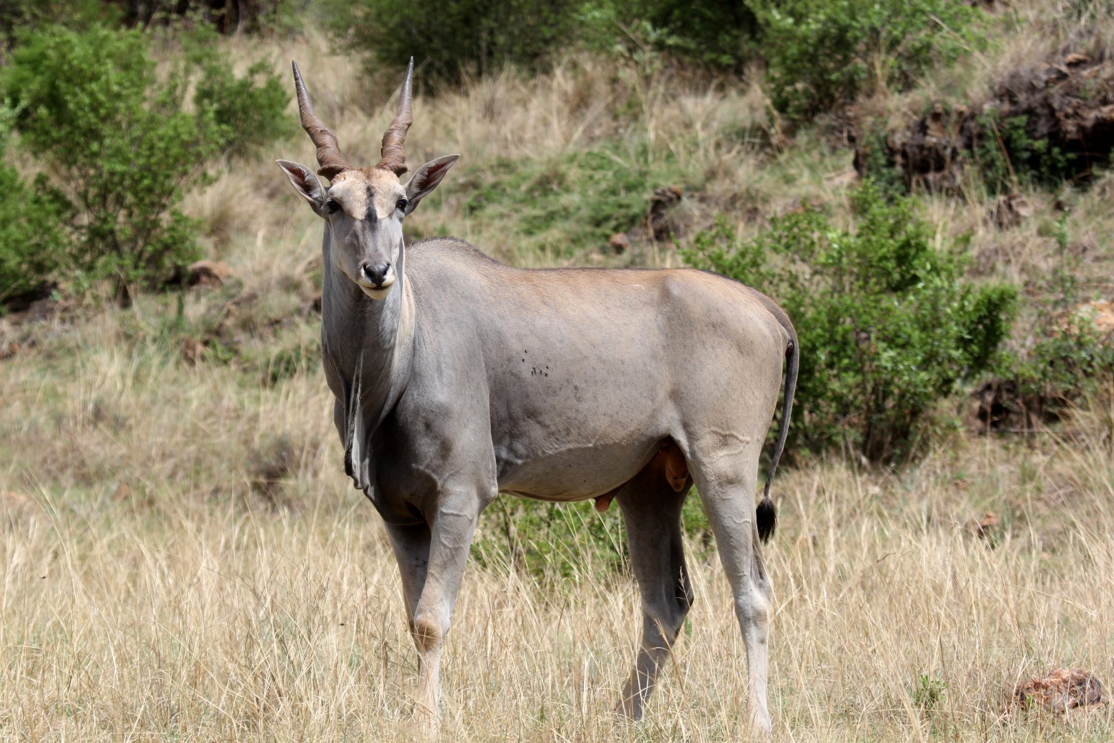 Cape eland (Taurotragus oryx oyrx)