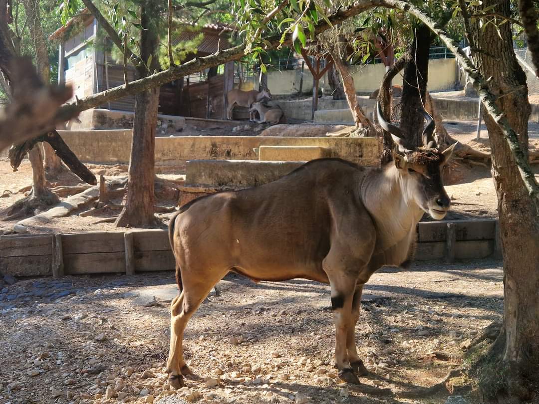 Cape Eland (Tragelaphus oryx oryx)