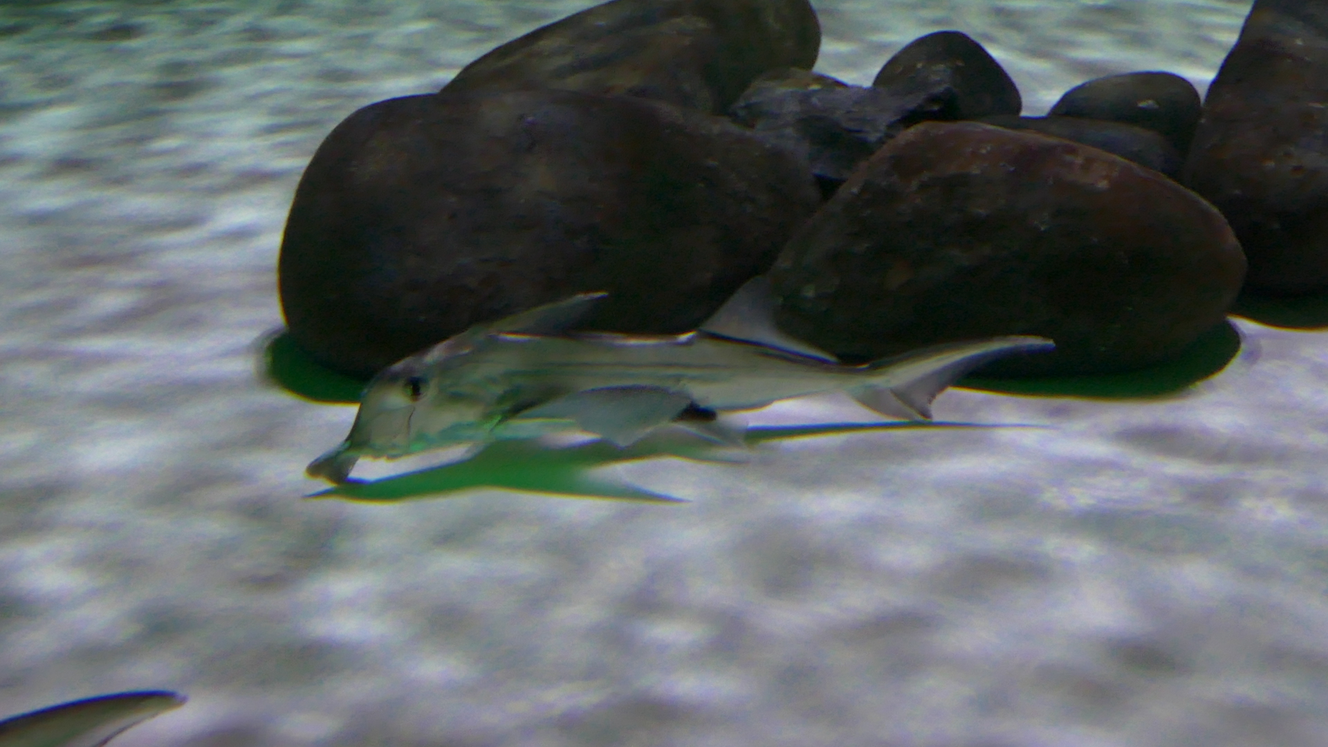 Cape elephantfish