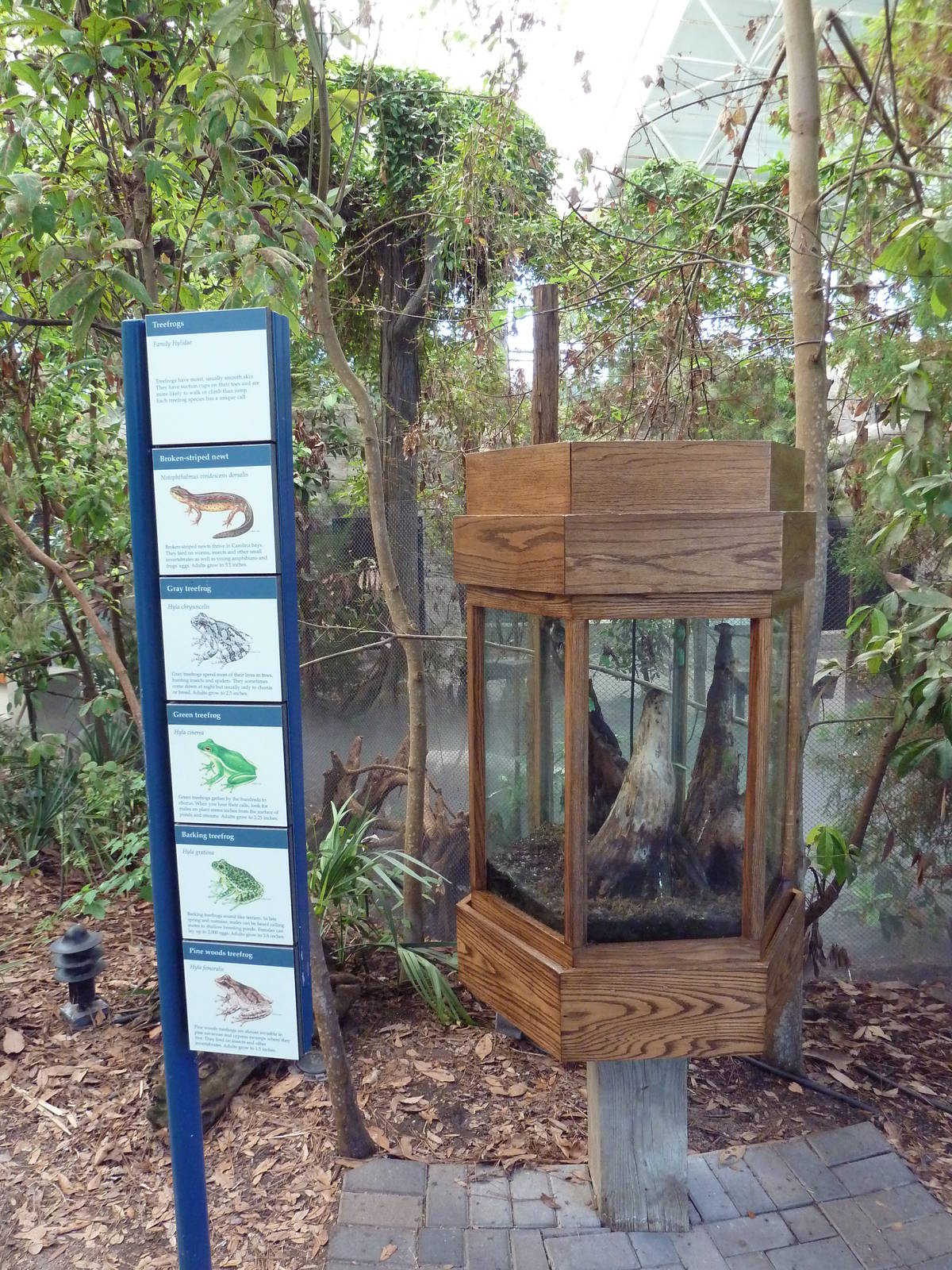 Cape Fear Conservatory - 5-Species Terrarium