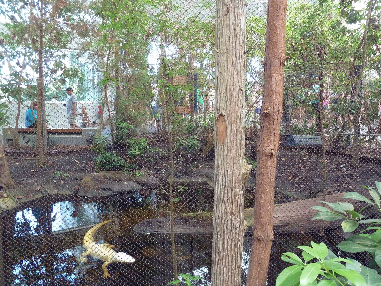 Cape Fear Conservatory - White Alligator Exhibit