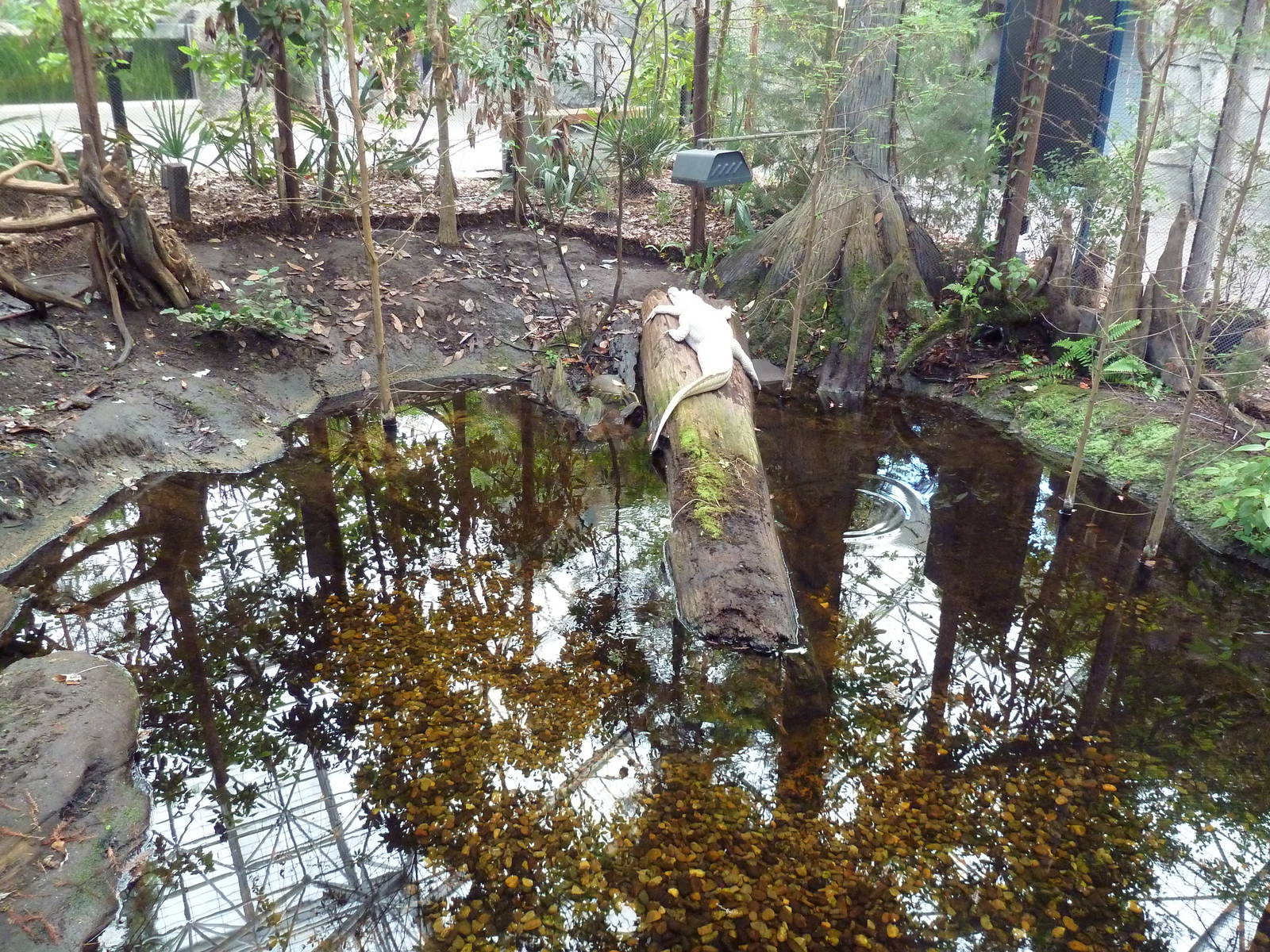 Cape Fear Conservatory - White Alligator Exhibit