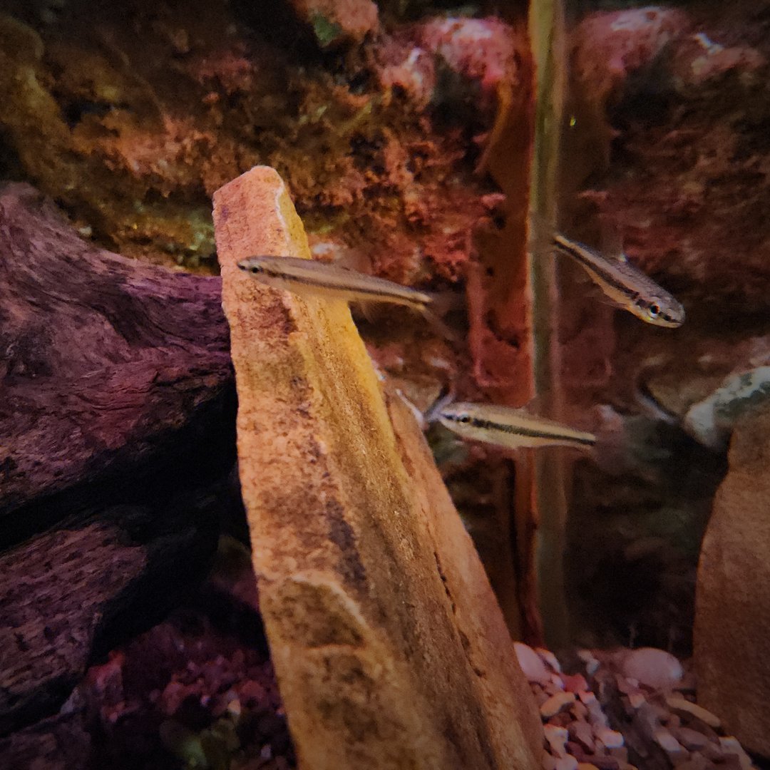 Cape Fear Shiners (Notropis mekistocholas)