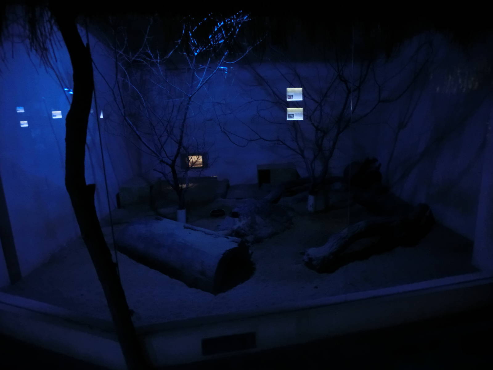 cape fox exhibit - Zoo Plzen