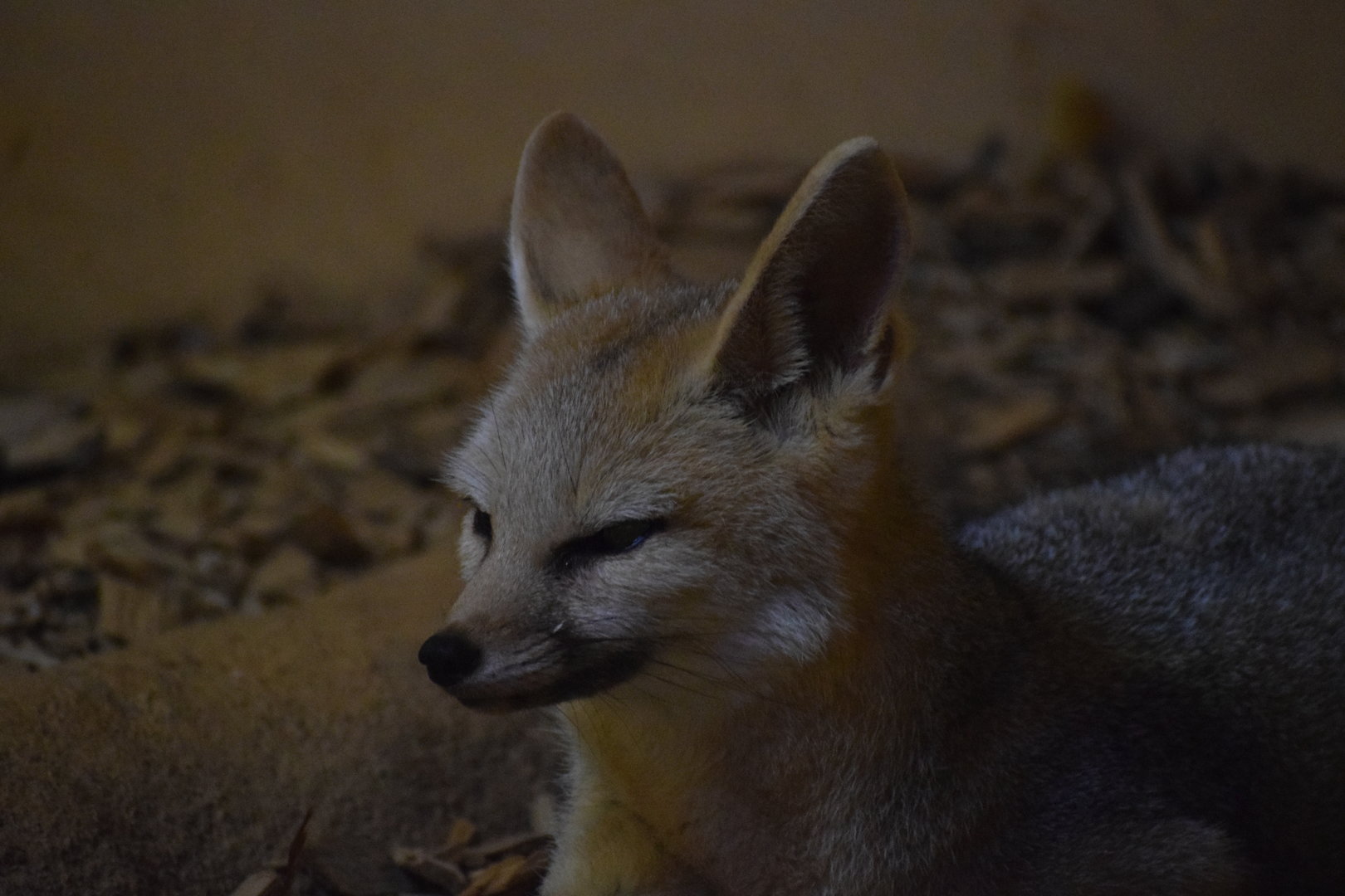 Cape fox - October 2023