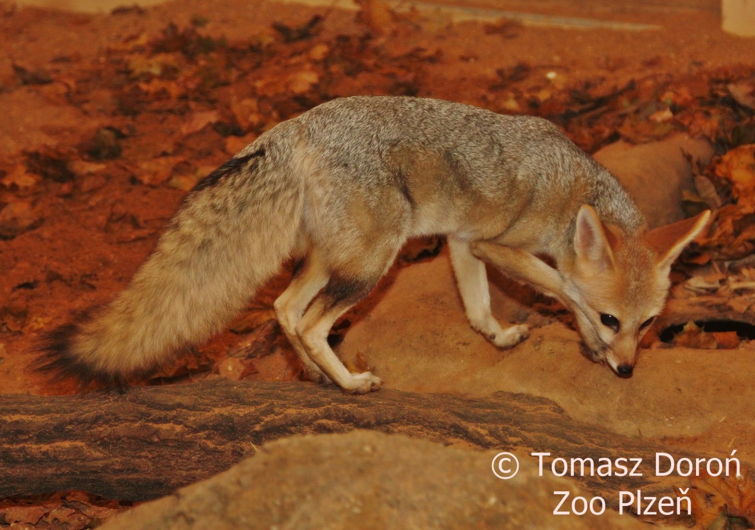 Cape Fox (Vulpes chama), October 2017