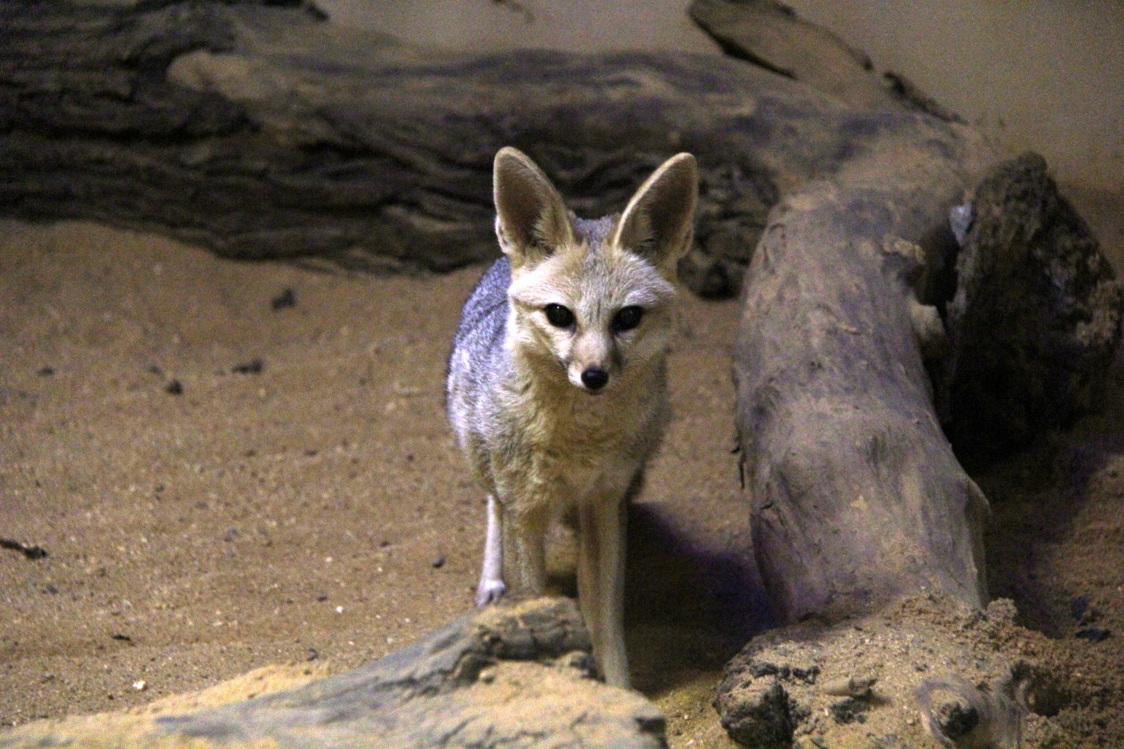 Cape fox (Vulpes chama)
