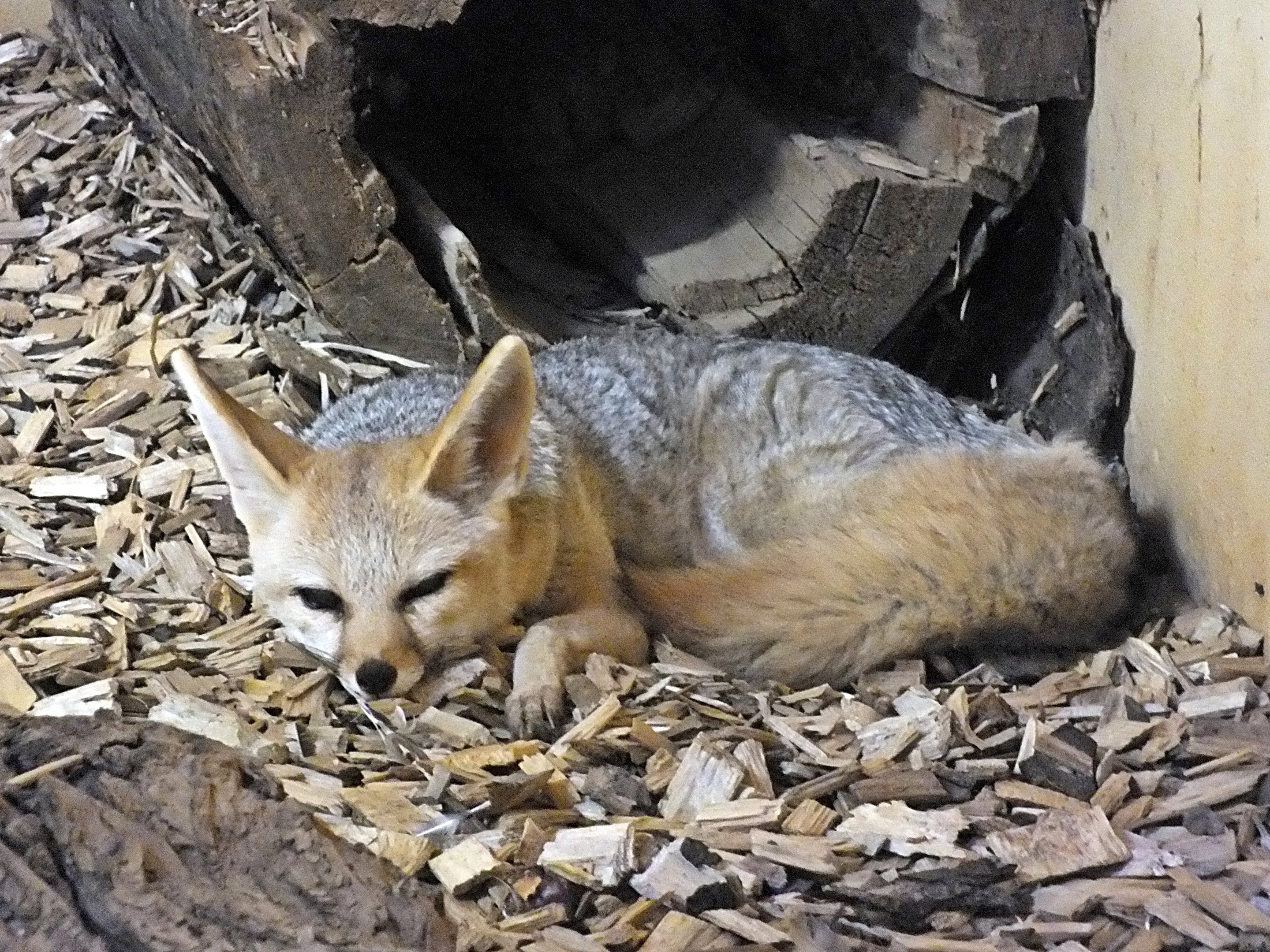 Cape fox