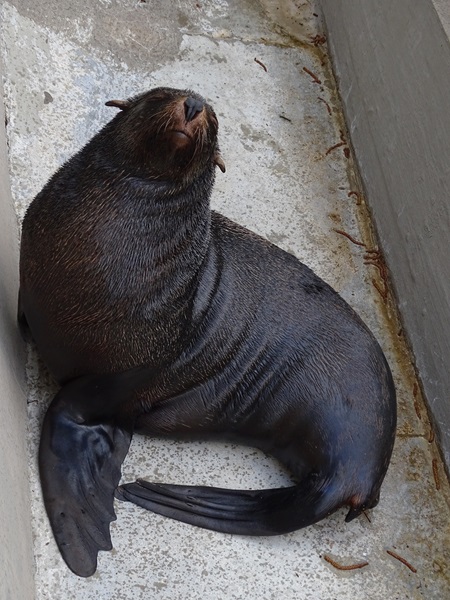 Cape fur seal (Arctocephalus p. pusillus)