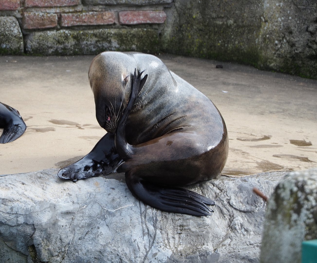Cape fur seal (Arctocephalus pusillus pusillus), 2019-10-05