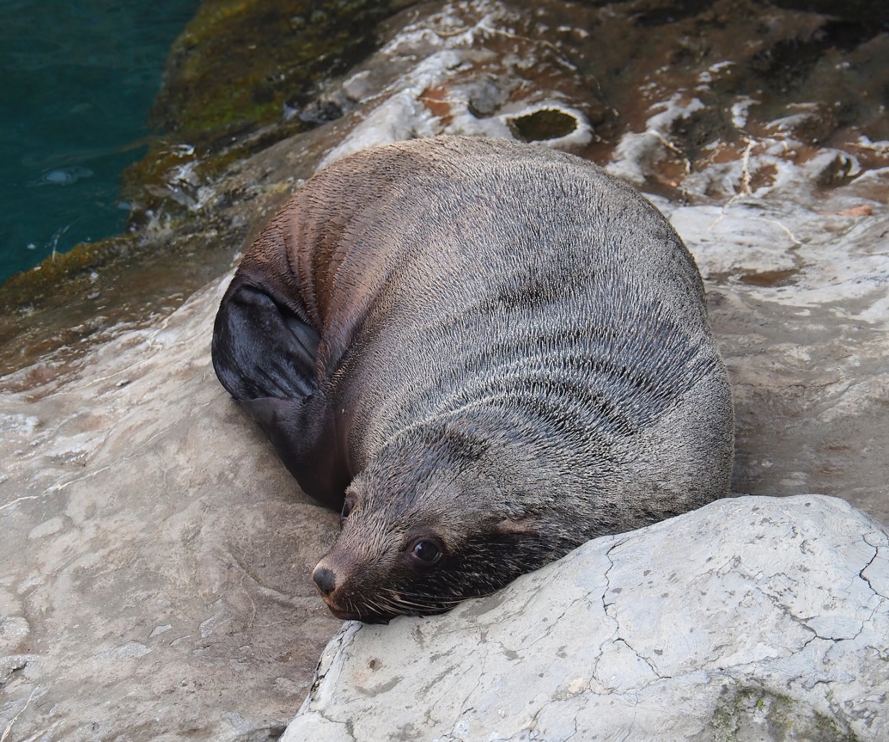 Cape fur seal (Arctocephalus pusillus pusillus), 2023-10-13