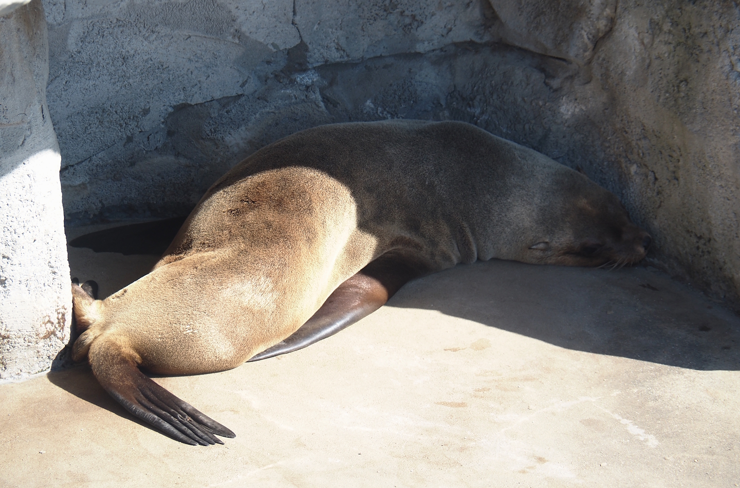 Cape fur seal (Arctocephalus pusillus pusillus), 2024-09-17