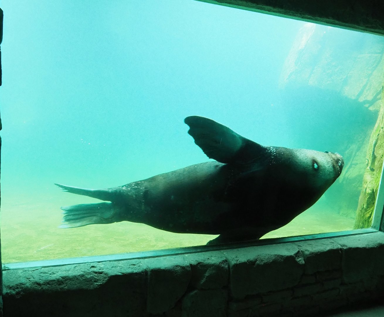 Cape fur seal (Arctocephalus pusillus pusillus) underwater, 2023-05-16