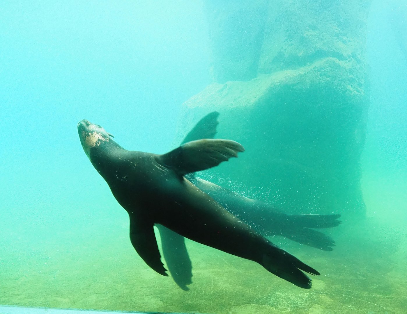 Cape fur seal (Arctocephalus pusillus pusillus) underwater, 2023-05-16