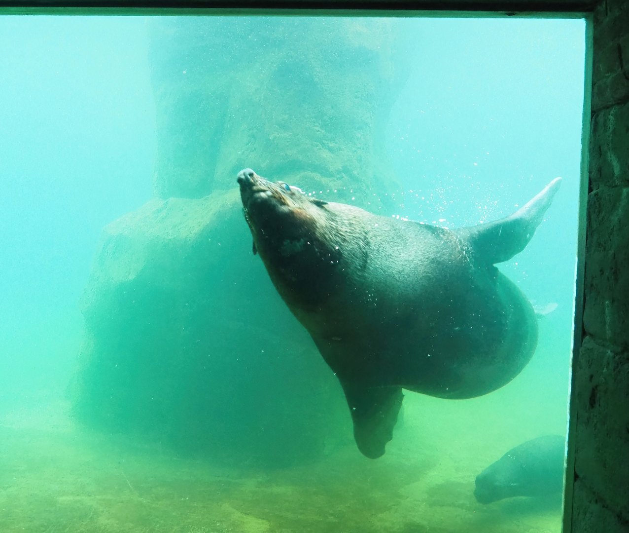 Cape fur seal (Arctocephalus pusillus pusillus) underwater, 2023-05-16